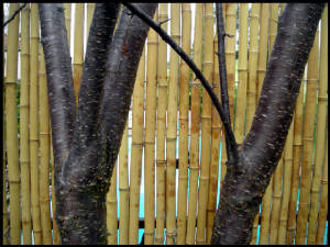 bamboofence-2.jpg